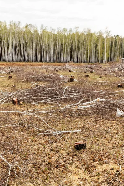 Cortar Bosque Abedules Tocón Árbol Campo Idilio Destrucción Ecología Naturaleza —  Fotos de Stock