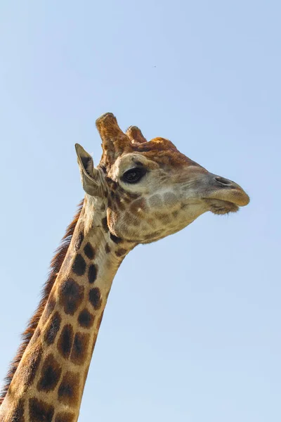 Girafa Cabeça Retrato Céu Verde Árvores — Fotografia de Stock