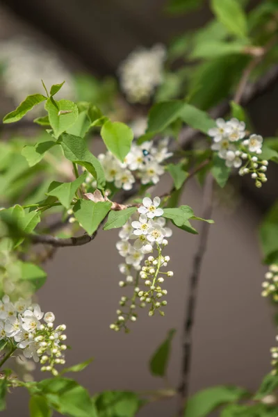 Blommor Vita Körsbär Gröna Bladen Trädet — Stockfoto