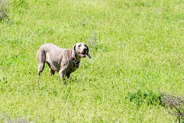 Hond Jagen Natuurgroen Veld Zomer — Stockfoto