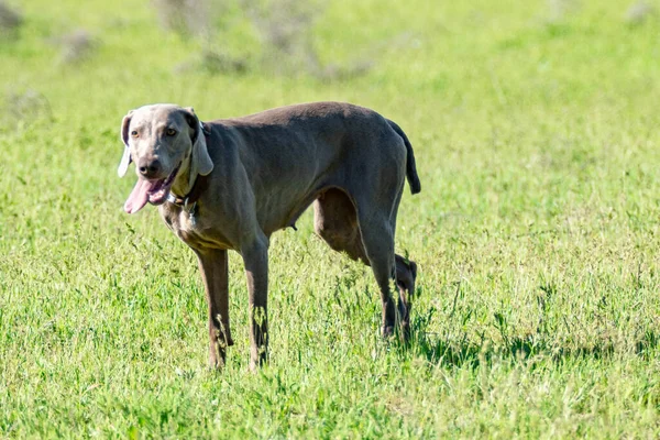 Hund Jakt Natur Grönt Fält Sommar — Stockfoto