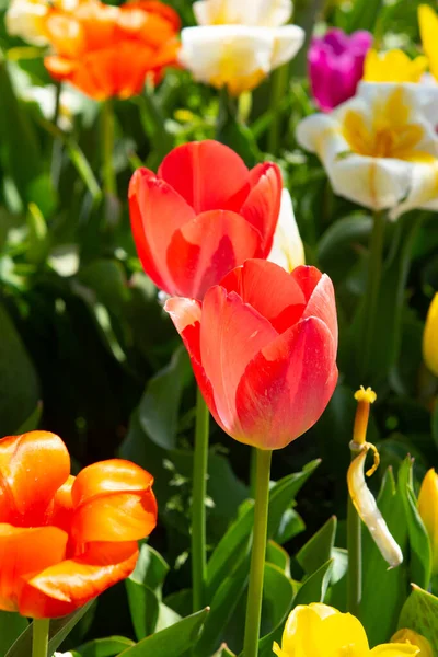 Bright Tulip Flowers Field Nature — Stock Photo, Image