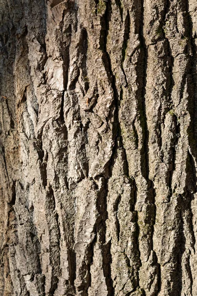 樹皮の質感 灰色の背景 — ストック写真