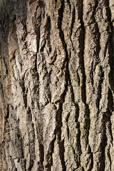 Textura Casca Árvore Fundo Cinza — Fotografia de Stock