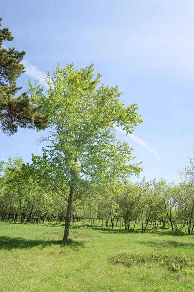 Paysage Herbe Verte Arbres Ciel Bleu — Photo