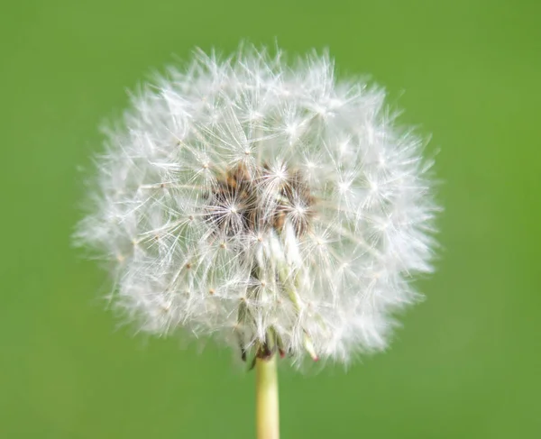 Bianco Morbido Fiore Tarassaco Uno Sfondo Sfocato — Foto Stock