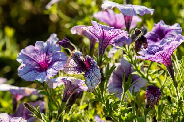 鮮やかな紫青のペチュニアの花 自然景観 — ストック写真