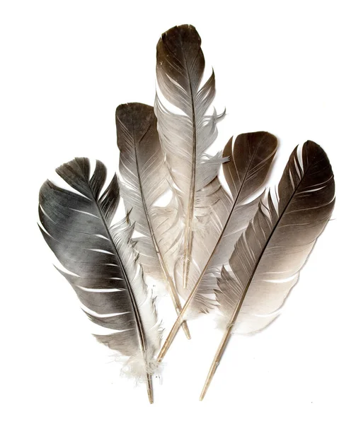 Φτερό Ενός Πουλιού Λευκό Φόντο — Φωτογραφία Αρχείου