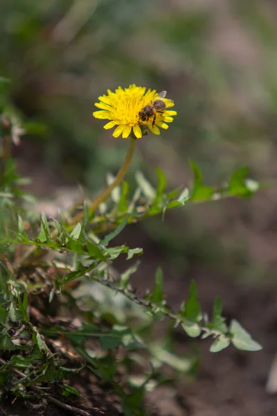 Fiore Tarassaco Giallo Erba Verde Paesaggio Primaverile — Foto Stock