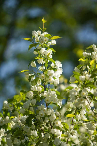 White Flowers Apple Tree Green Leaves Tree Blue Sky — Stock Photo, Image