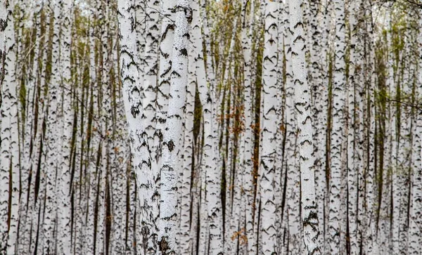 Bostextuur Witte Berkenbomen Als Achtergrond — Stockfoto