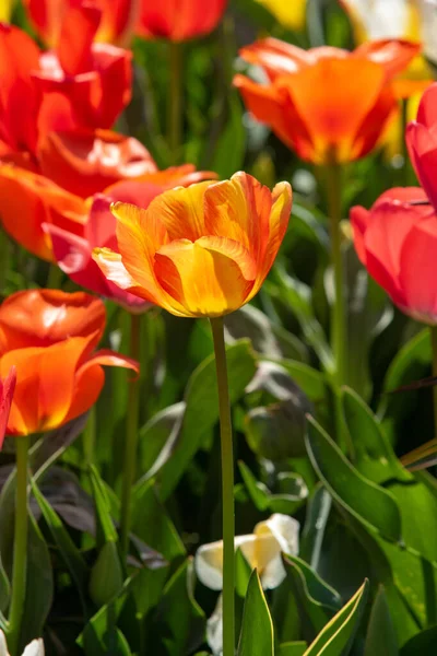 Bright Tulip Flowers Field Nature — Stock Photo, Image