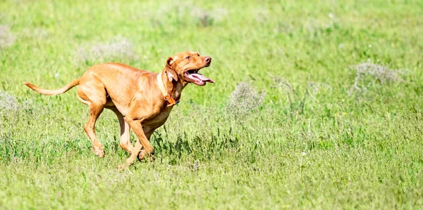 Jakten Röd Hund Kör Ett Grönt Gräs Sommar Grön Äng — Stockfoto