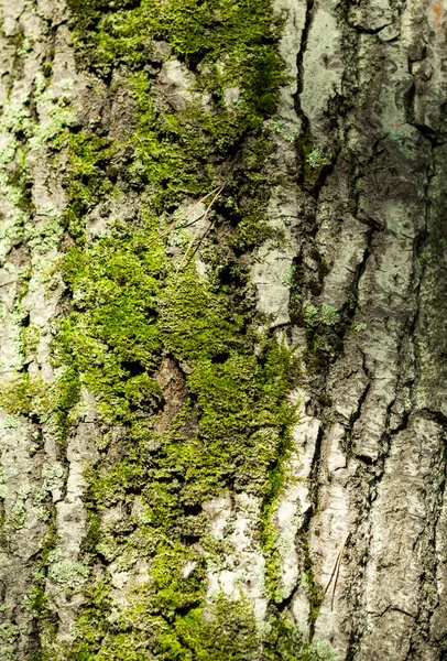 Textura Casca Árvore Fundo Cinza — Fotografia de Stock