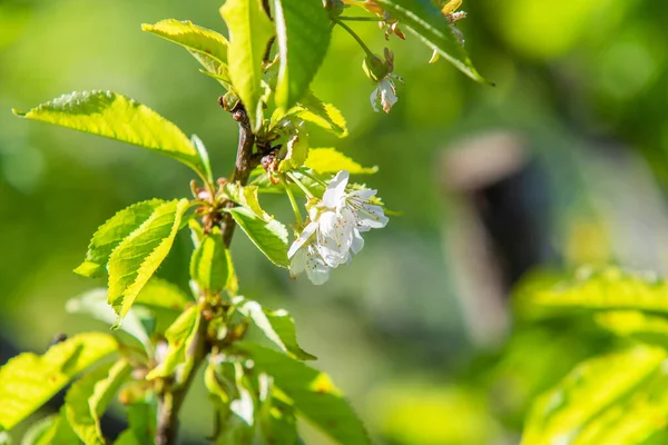 Fiori Bianchi Melo Con Foglie Verdi Contro Cielo Sfocato — Foto Stock