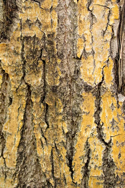 Textura Casca Árvore Fundo Madeira Cinza — Fotografia de Stock