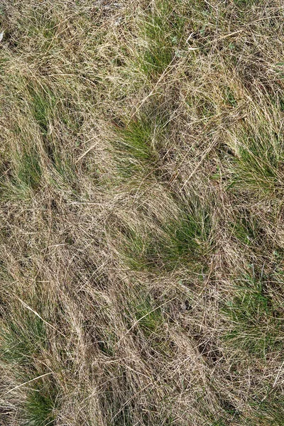 Dry Grass Spring Landscape Background — Stock Photo, Image