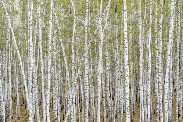 Árboles Abedul Blanco Fondo Del Bosque Primavera — Foto de Stock