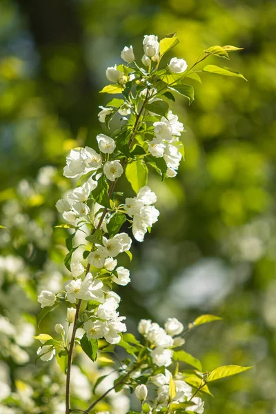 White Flowers Apple Tree Green Leaves Tree Blue Sky — Stock Photo, Image
