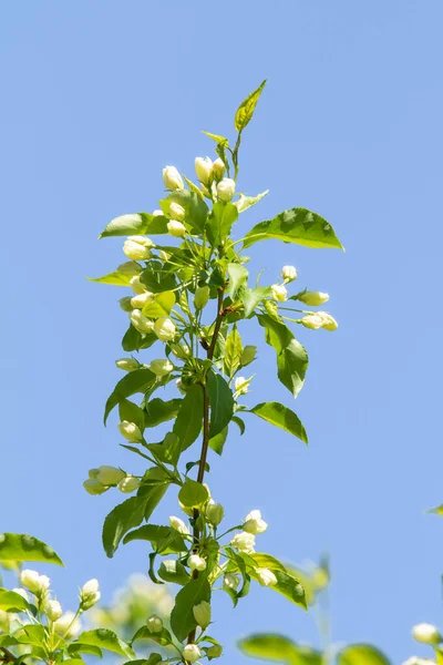 Flores Brancas Uma Árvore Maçã Com Folhas Verdes Contra Céu — Fotografia de Stock