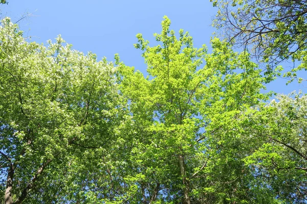 Mavi Gökyüzü Bahar Doğa Karşı Aşağıda Ağaçlar Görünümü Yeşil Yaprakları — Stok fotoğraf