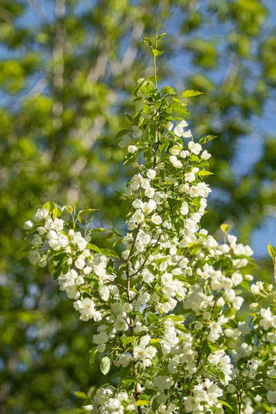 White Flowers Apple Tree Green Leaves Tree Blue Sky — Stock Photo, Image