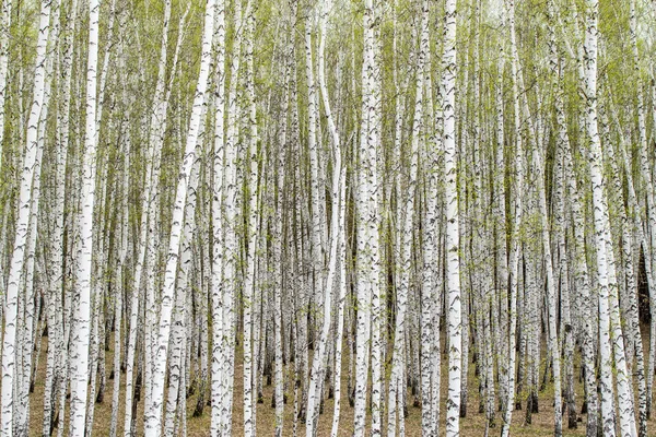 Árboles Abedul Blanco Fondo Del Bosque Primavera — Foto de Stock