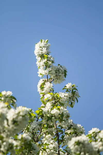 Las Flores Blancas Del Manzano Son Las Hojas Verdes Del — Foto de Stock