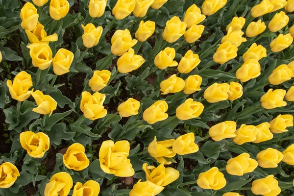 Bloemen Gele Tulpen Een Groen Veld Landschap Veld Van Bloemen — Stockfoto