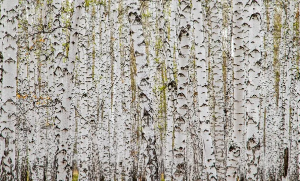 Waldstruktur Weiße Birken Als Hintergrund — Stockfoto