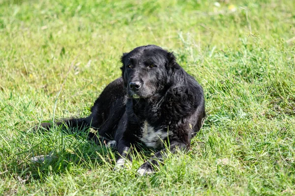 Hundejagd Natur Grüne Wiese Sommer — Stockfoto