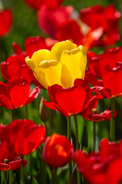 Flori Lalele Luminoase Câmp Natură — Fotografie, imagine de stoc
