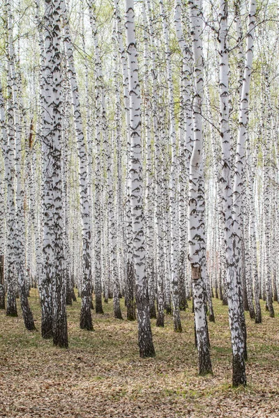 Björk Träd Skogs Gräs Tidig Vår Landskap Skogsområde — Stockfoto