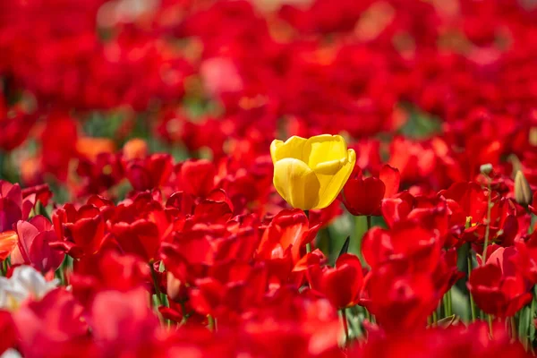 Bright Tulip Flowers Field Nature — Stock Photo, Image