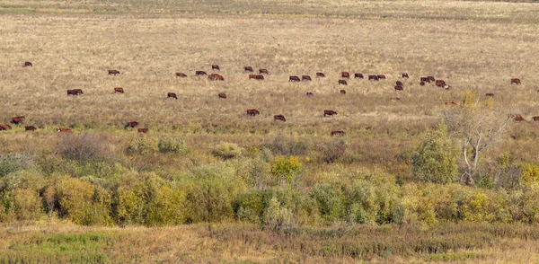 Kühe Auf Der Weide Trockenes Gelbes Gras Herbst — Stockfoto
