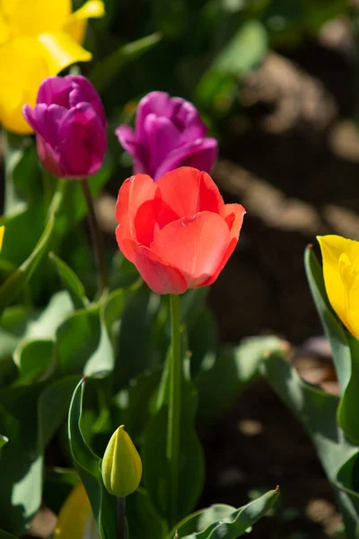 Flores Tulipán Brillantes Naturaleza Campo —  Fotos de Stock