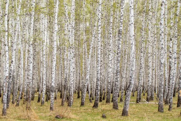 Árboles Abedul Bosque Hierba Primavera Temprana Paisaje Bosque Área — Foto de Stock