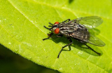 Gri sinek yeşil yaprak yakın yukarı oturur.