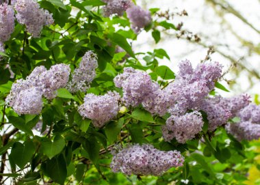Mor çiçekler ağaçların yeşil yeşillik Lila vardır.