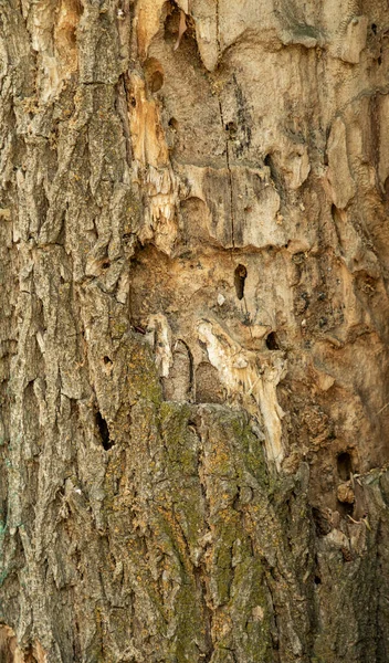 木の樹皮のテクスチャ 灰色の木製の背景 — ストック写真