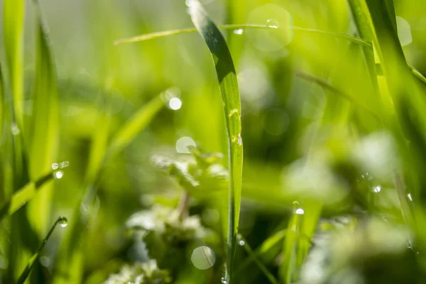 Erba Verde Sole Bokeh Sfondo Gocce Pioggia — Foto Stock