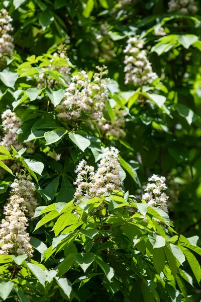 Blüten Weißer Kastanien Mit Grünem Laub — Stockfoto