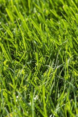 Güneşte yeşil çim, yağmur damlaları bokeh arka plan