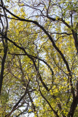 Sonbahar mavi gökyüzünün arka planında çıplak dallar.