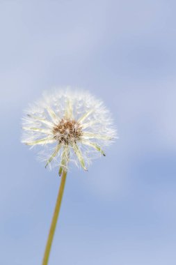 Bulanık arka planda beyaz kabarık karahindiba çiçeği.