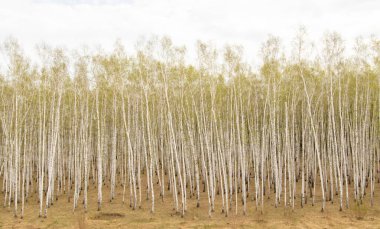 Huş ağaçları orman çim erken bahar orman alan.