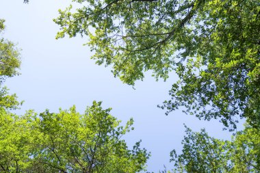 Mavi gökyüzü, bahar doğa karşı aşağıda ağaçlar görünümü yeşil yaprakları.