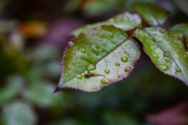 Bir gül yaprakları üzerinde yağmur damlaları, yeşil kırmızı yaprak.