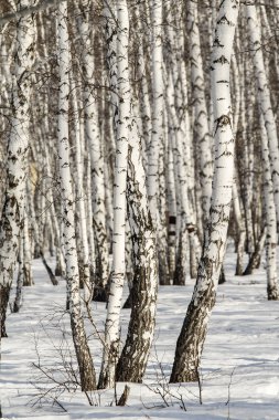 Huş ağacı orman kış manzarası.