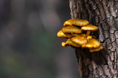 Sonbahar manzarası, eski bir kütükteki mantarlar..